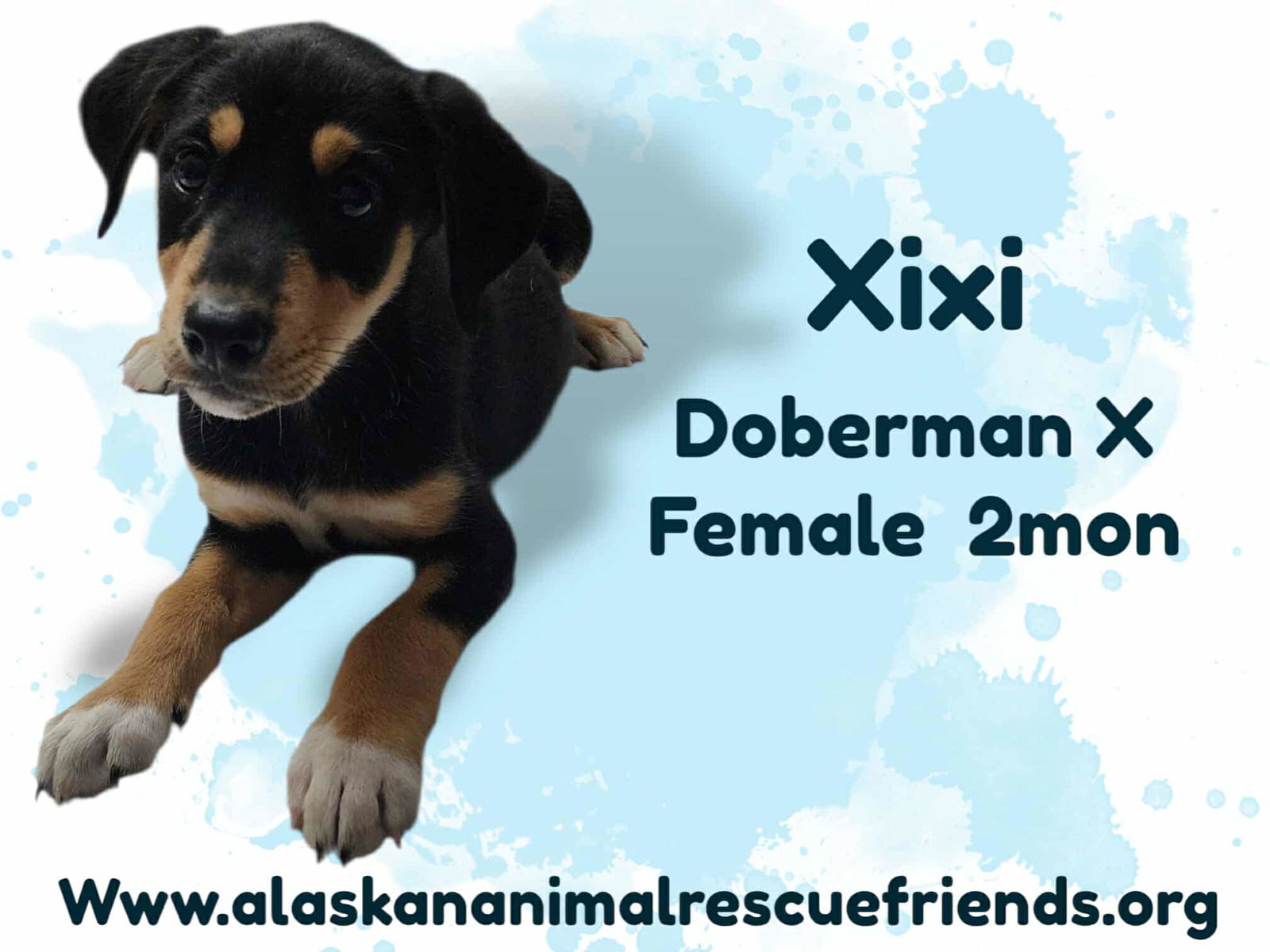 King Julien Litter - Xixi, an adoptable Doberman Pinscher in Anchorage, AK, 99503 | Photo Image 2