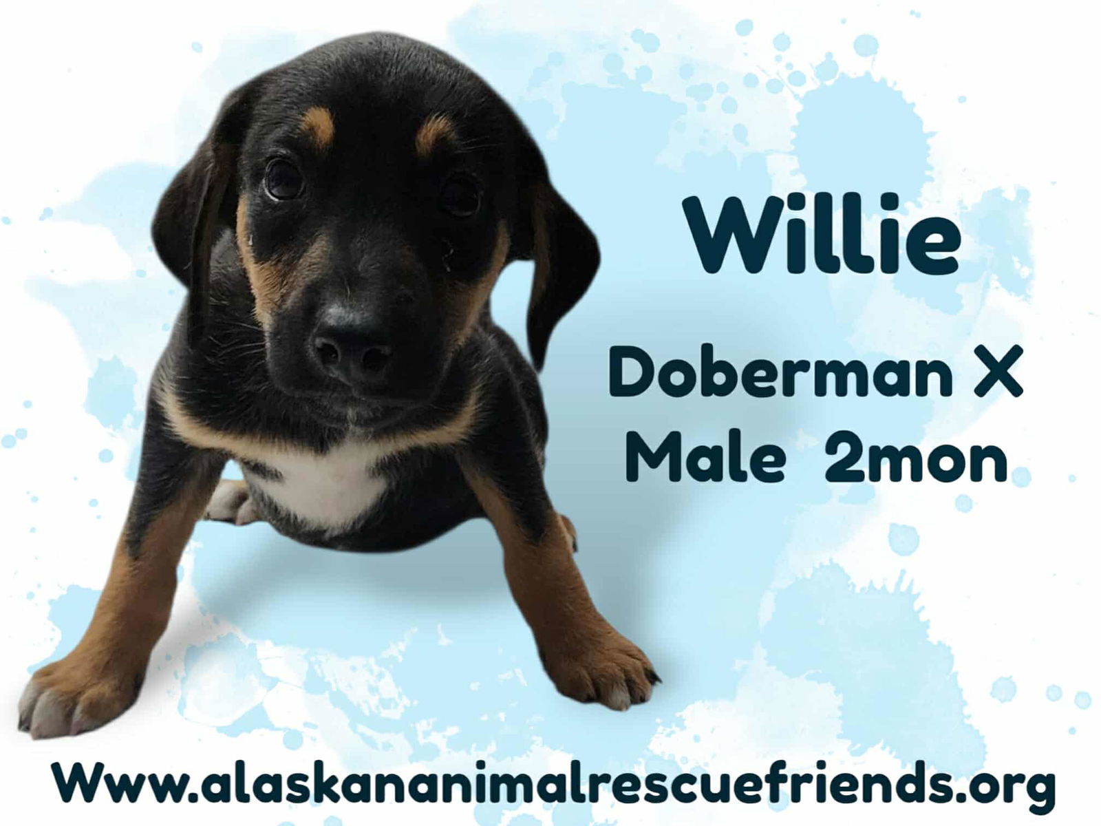 King Julien Litter - Willie