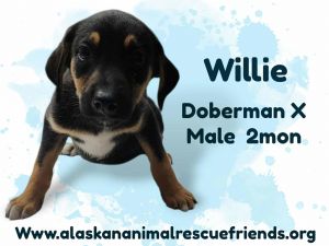 King Julien Litter - Willie, Baby Male unknown