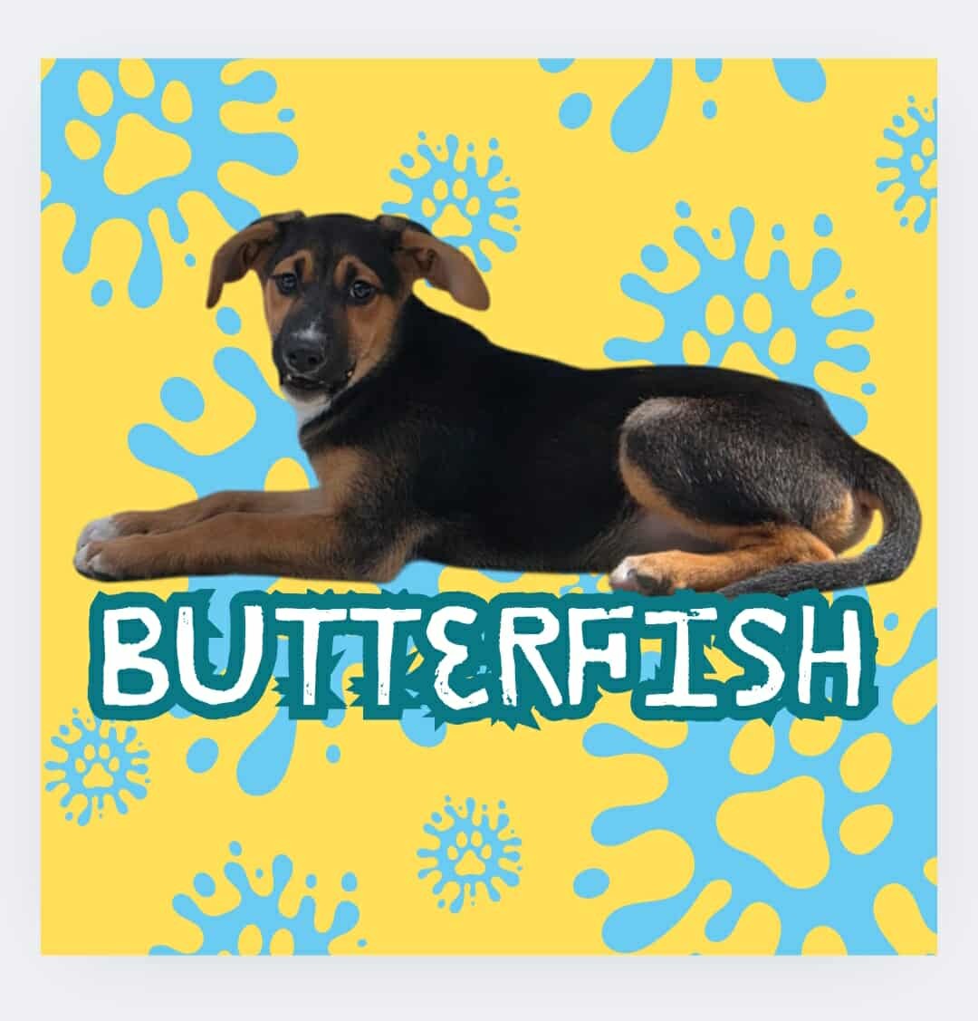 King Julien Litter - Butterfish
