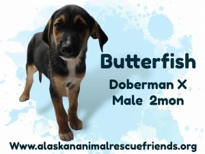 King Julien Litter - Butterfish, Baby Male unknown