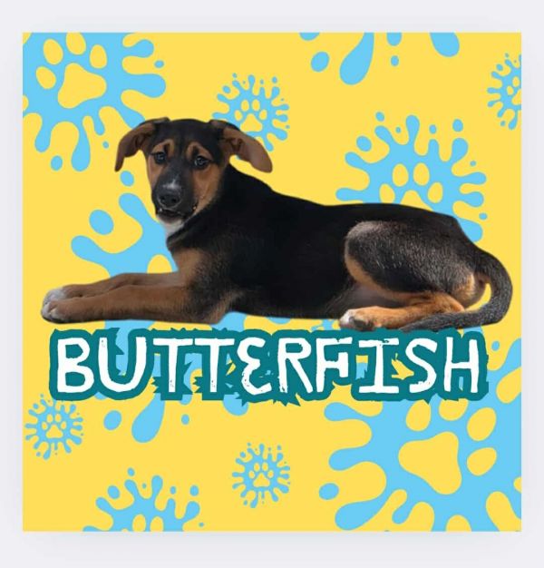 King Julien Litter - Butterfish