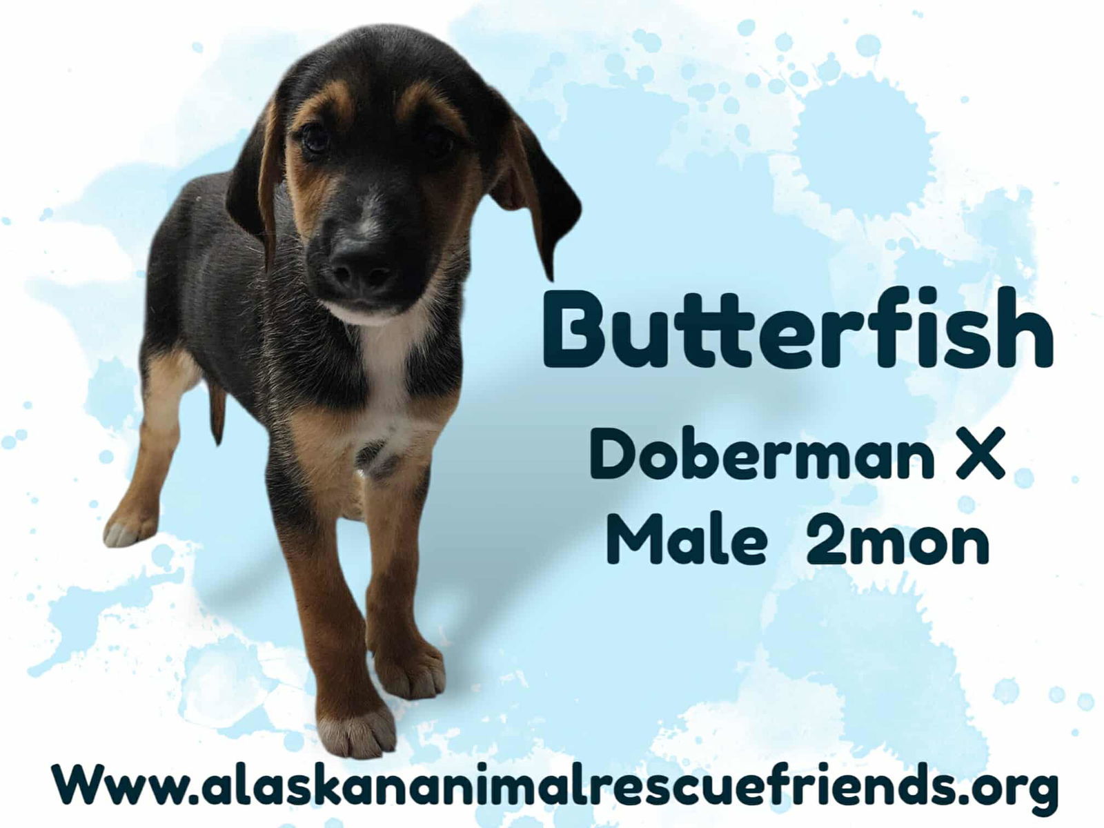 Butterfish, an adoptable Doberman Pinscher in Anchorage, AK, 99503 | Photo Image 2