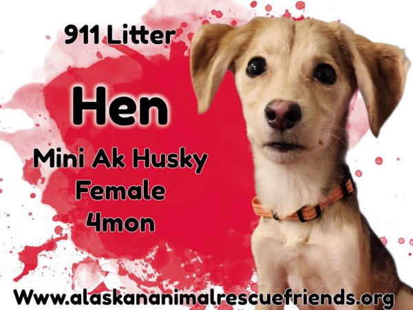- Hen