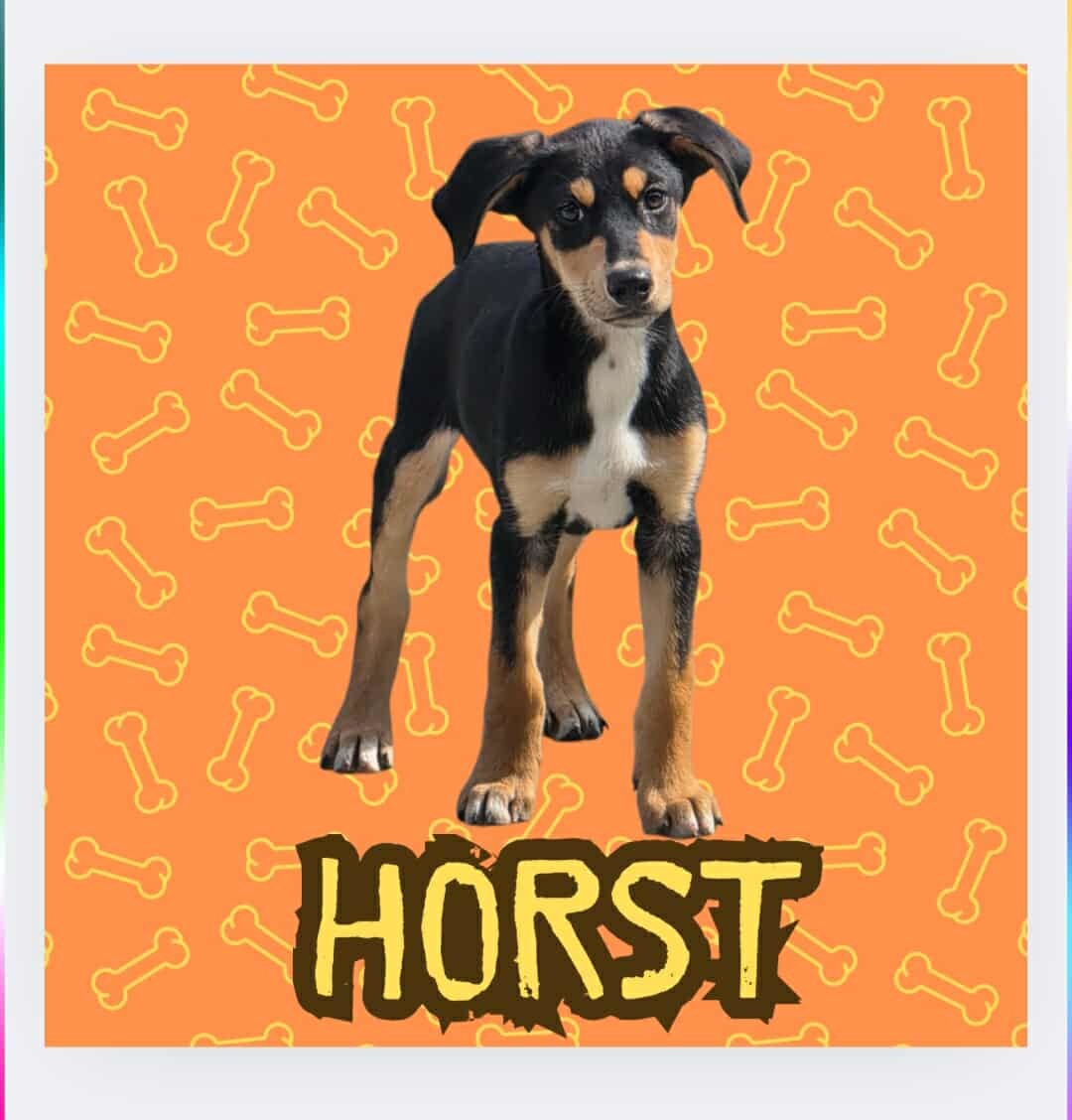 King Julien Litter - Horst