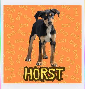 King Julien Litter - Horst