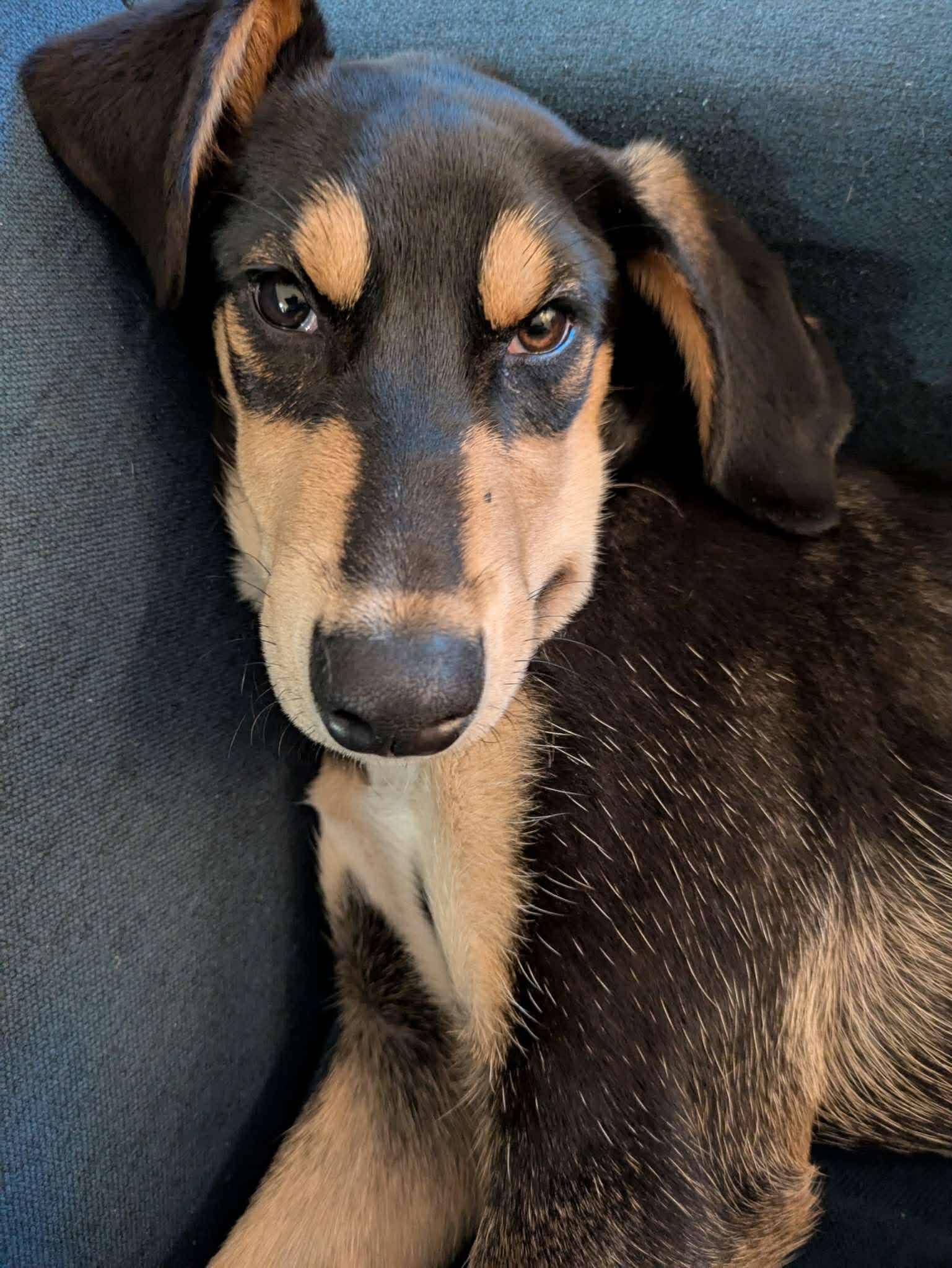 Horst, an adoptable Doberman Pinscher in Anchorage, AK, 99503 | Photo Image 1