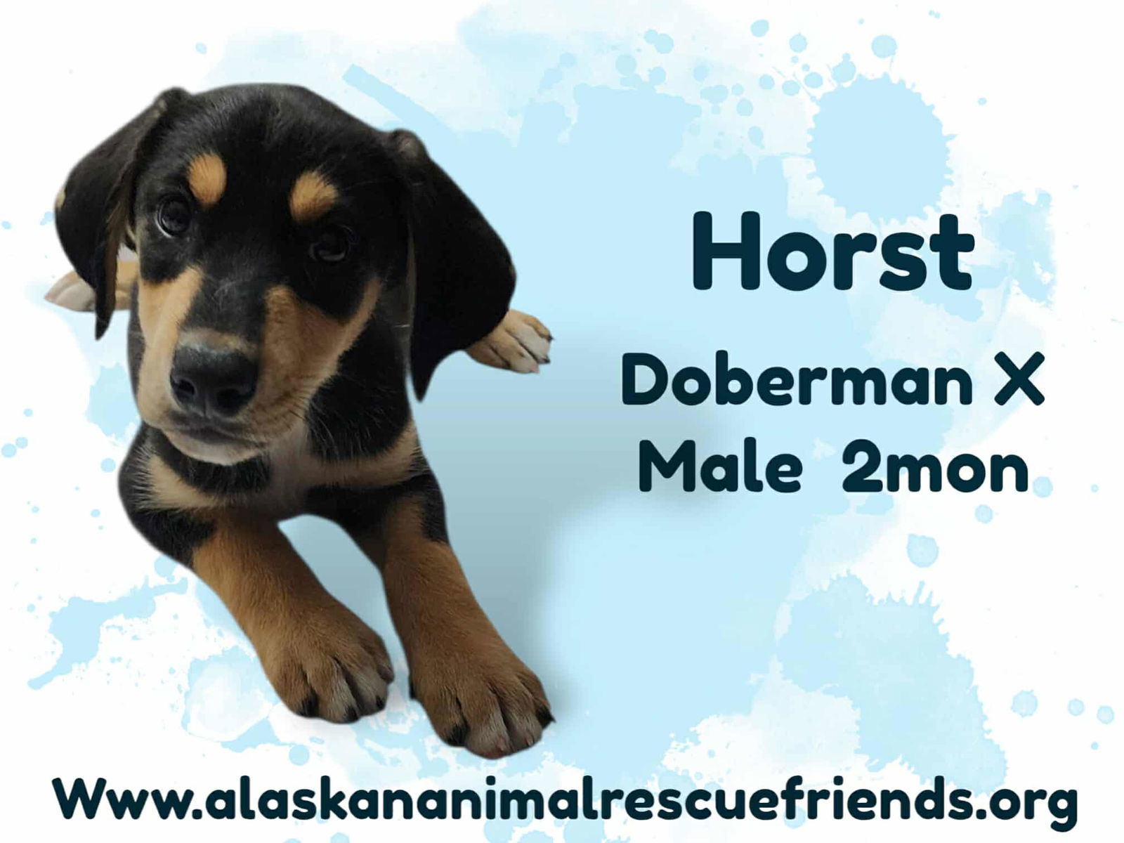 Horst, an adoptable Doberman Pinscher in Anchorage, AK, 99503 | Photo Image 3