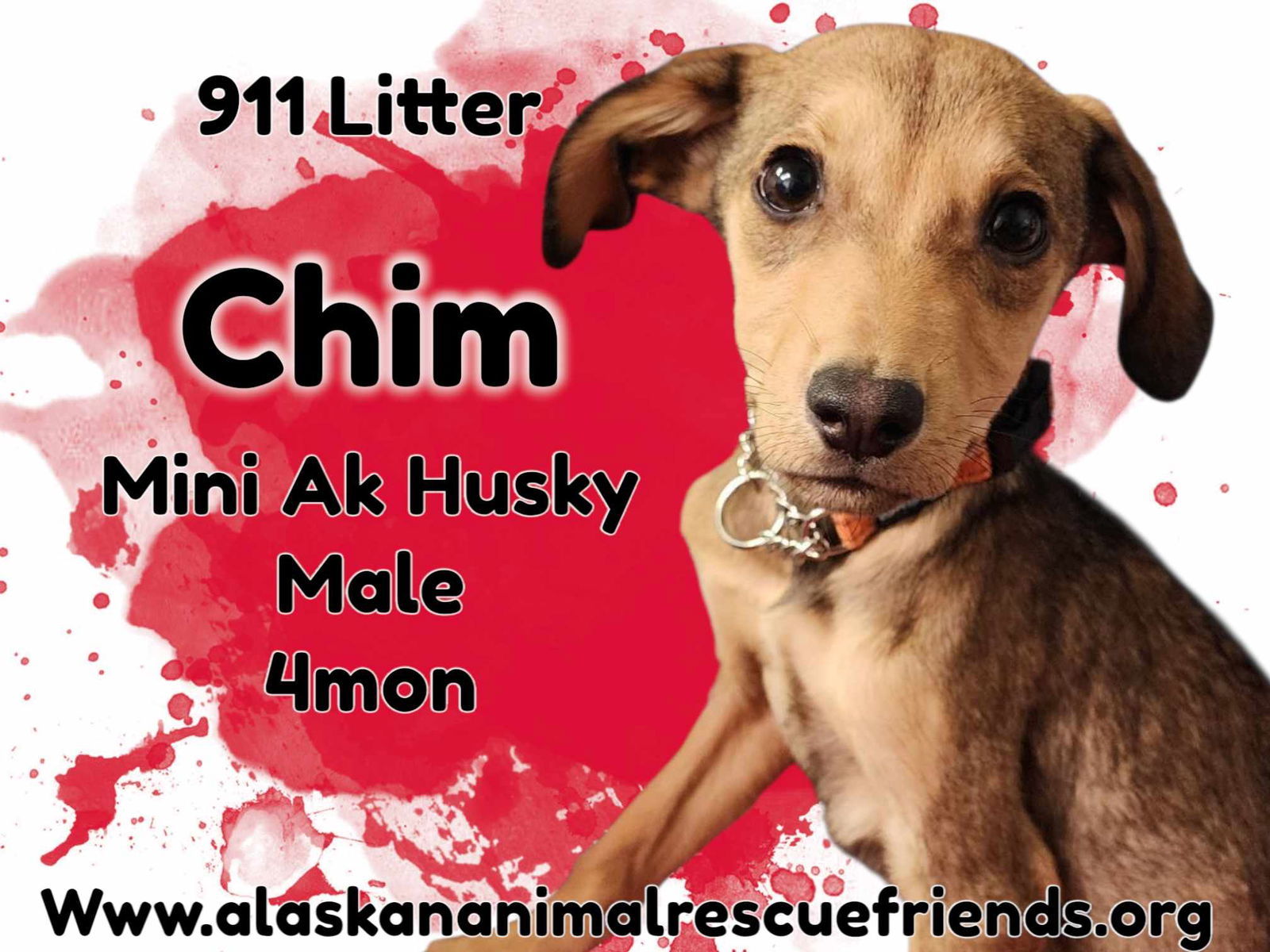 911 - Chim