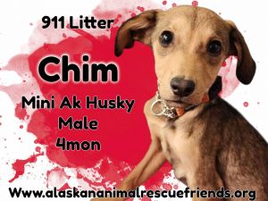 911 - Chim, Baby Male unknown