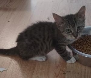 Little Girl - Center Foster Home, Baby Female Snowshoe