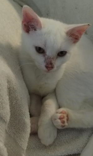 Carley - Petsmart Plantation, Baby Female unknown