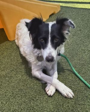 ROSE, Young Female Border Collie