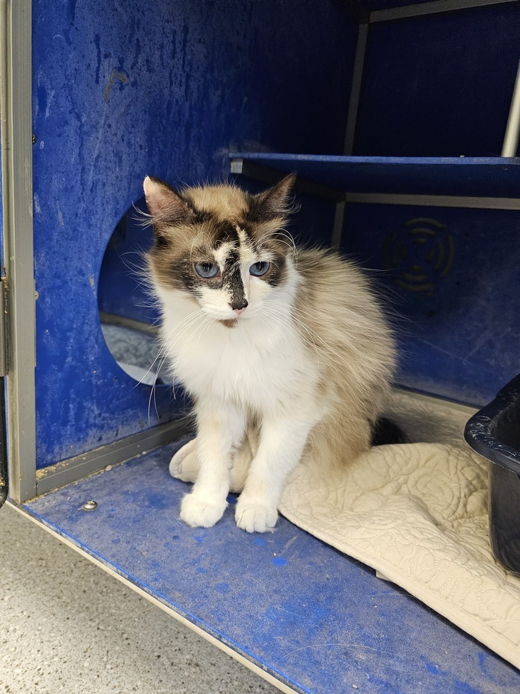 Chickpea, an adoptable Domestic Short Hair in Houghton, MI, 49931 | Photo Image 1