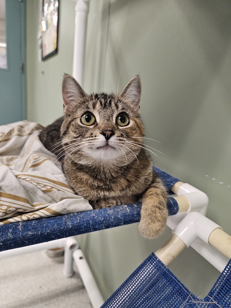 Edamame, an adoptable Domestic Short Hair in Houghton, MI, 49931 | Photo Image 1