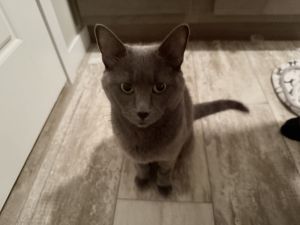 Zoey, Adult Female unknown