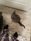 Zoey photo 2