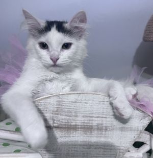 Tiff, Baby Female Domestic Medium Hair