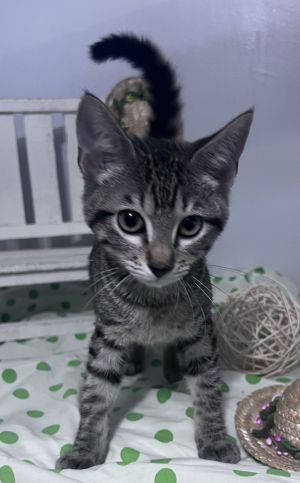 Guiliana, Baby Female Domestic Short Hair
