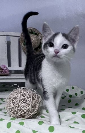 Gillian, Baby Female Domestic Short Hair