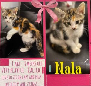 Nala (courtesy post) Domestic Short Hair Cat