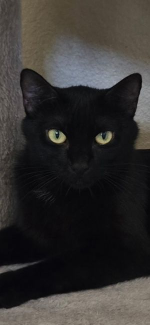 Snow White, Young Female Domestic Short Hair