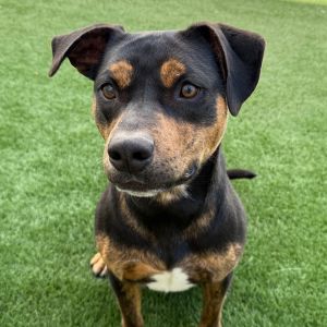 Juni Pit Bull Terrier Dog