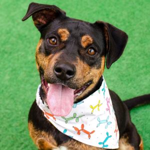 Hey there my name is Juni I am a neutered 1 year old pit bull mix who weighs about 40
