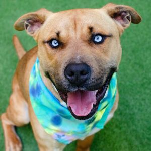 Silly Billy Pit Bull Terrier Dog