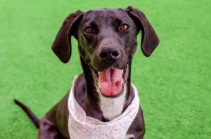 Chi Chi Great Dane Dog