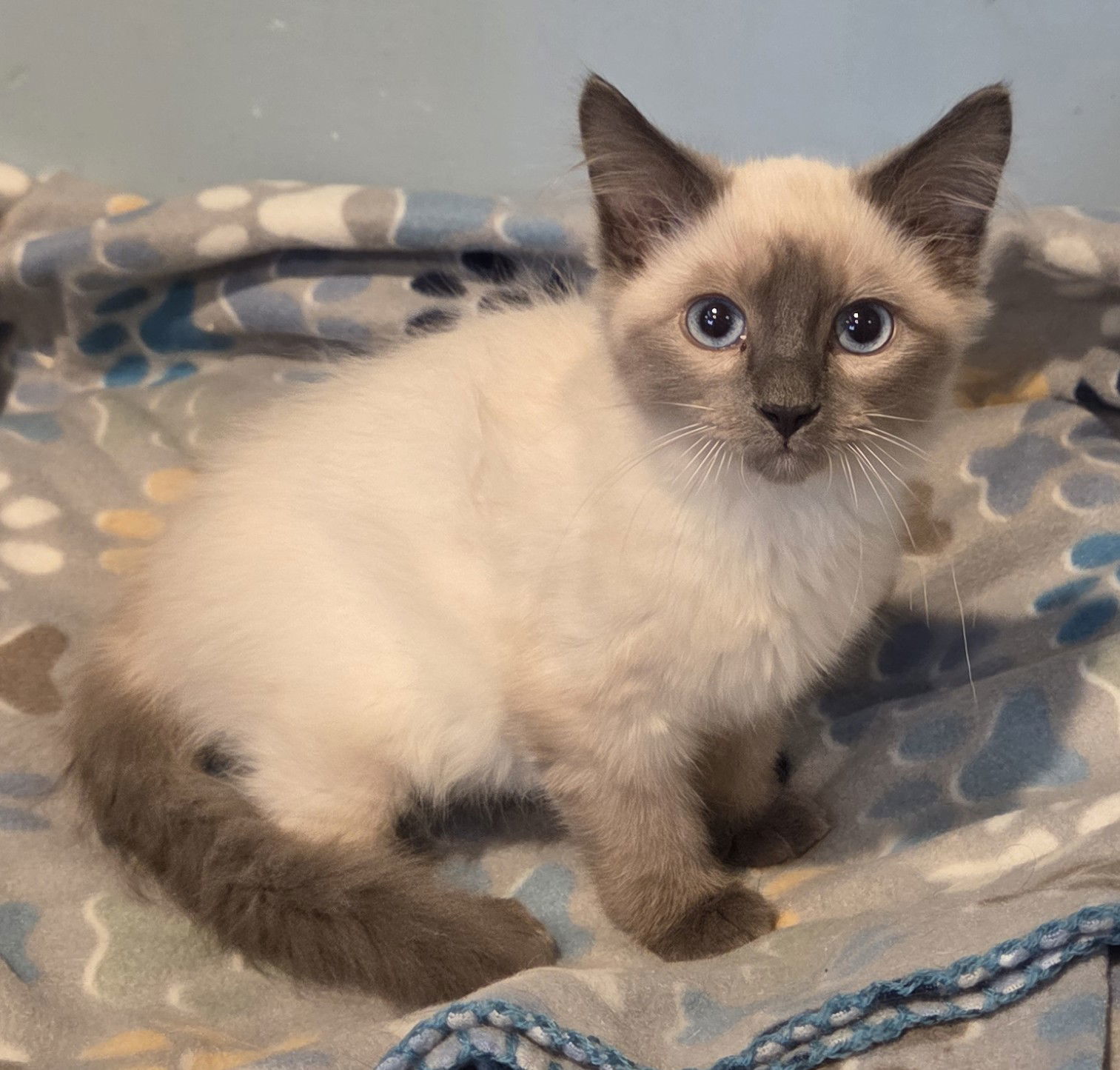 Heron, an adoptable Domestic Long Hair, Himalayan in Forest Lake, MN, 55025 | Photo Image 1