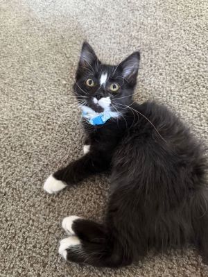 Atomos, Baby Male Domestic Long Hair