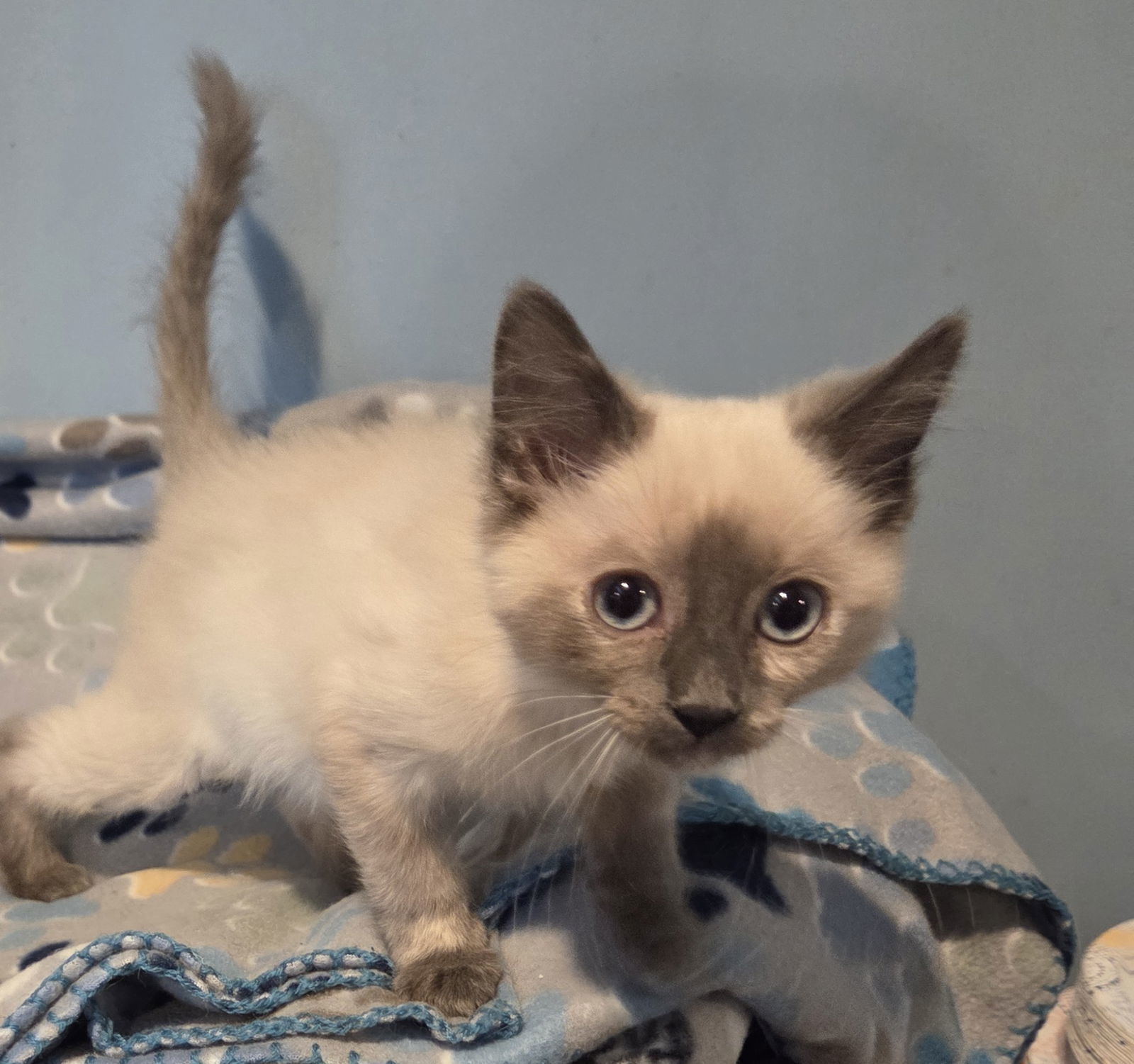Egret, an adoptable Domestic Long Hair, Himalayan in Forest Lake, MN, 55025 | Photo Image 1