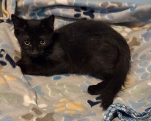 Johnryl, Baby Male Domestic Medium Hair