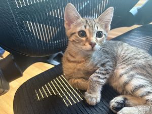 Patella, Young Male Domestic Short Hair