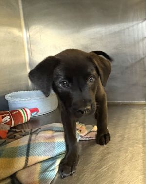 RILEY, Baby Male Labrador Retriever
