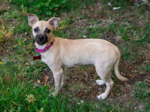 All of our dogs are spayedneutered shots current DHPP Bordetella and Rabies where applicable d