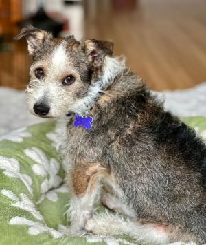 Huckleberry Schnauzer Dog