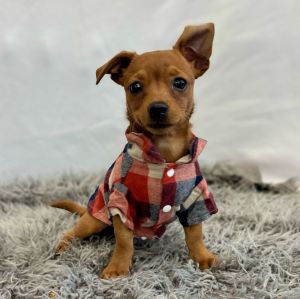 Nemo Chihuahua Dog