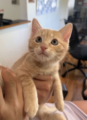 Simba, Young Male Domestic Short Hair