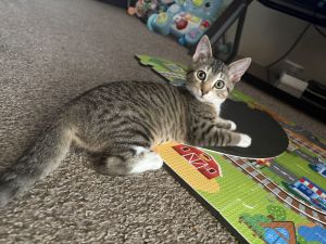 Tajin ( Natalie), Young Female Tabby