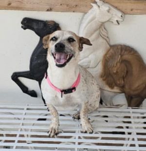 Astra - Amazing Pup!!, Adult Female Cattle Dog