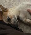 Astra - Amazing Pup!! photo 2