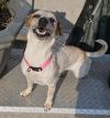 Astra - Amazing Pup!! photo 3