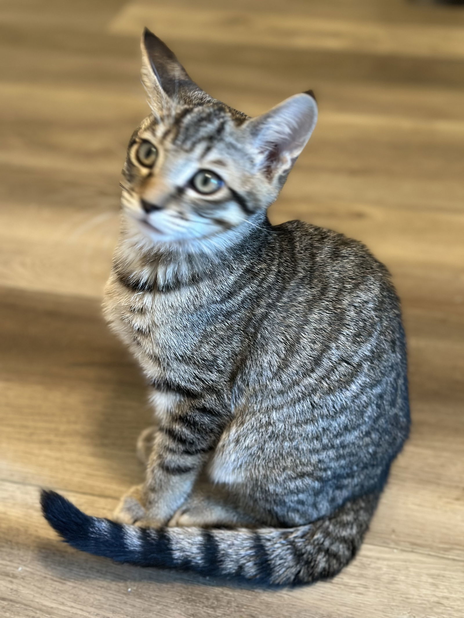 Tiger ( Monica)