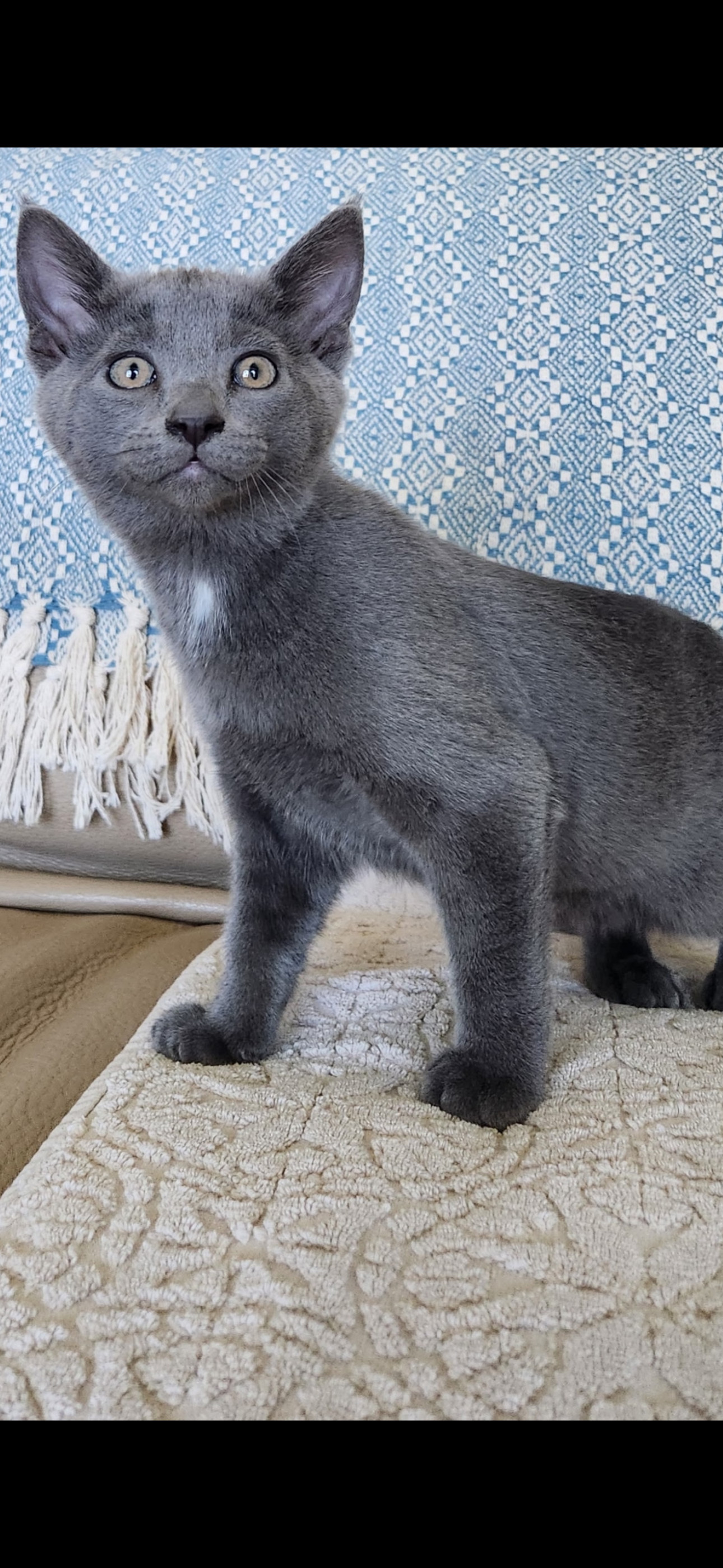 Dusty ( Monica )