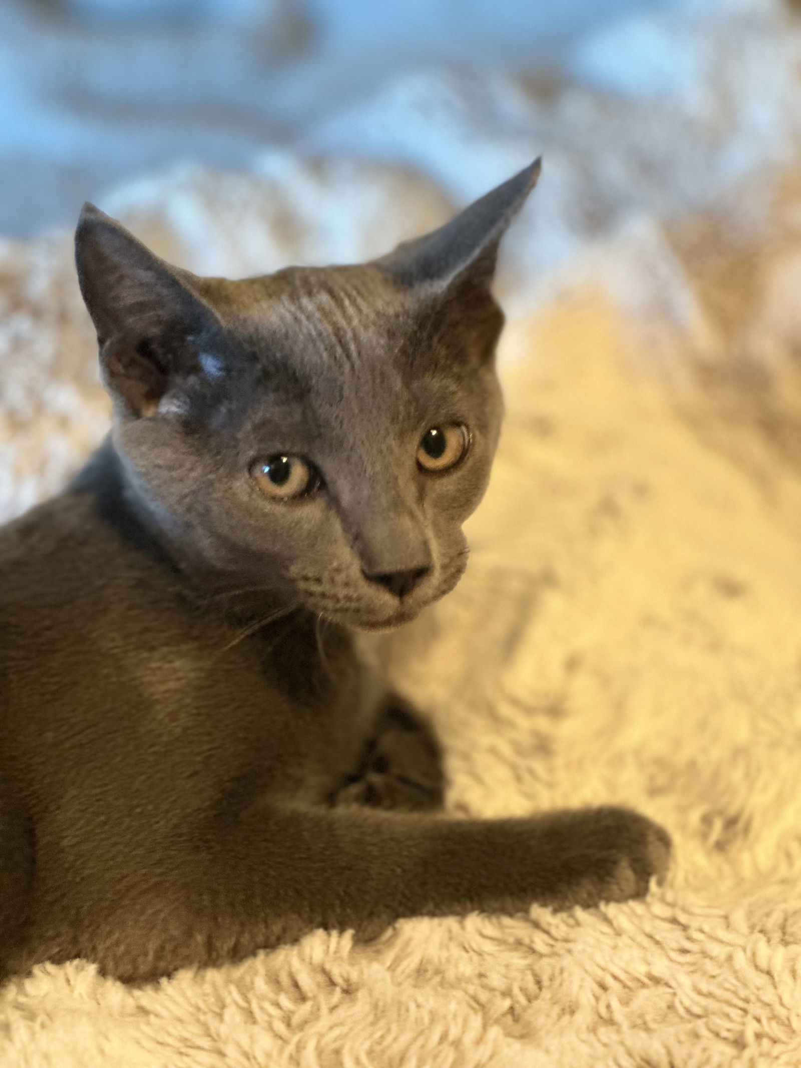 Dusty ( Monica )