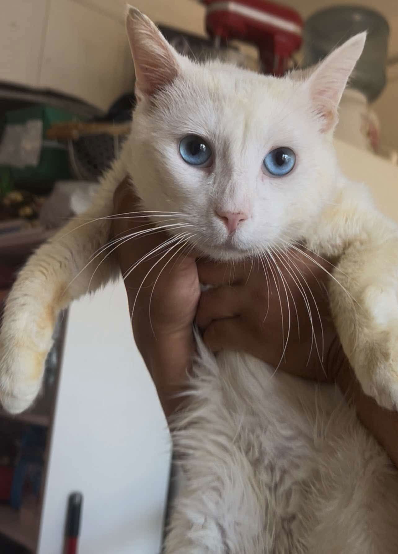Caspurr ( Lilly)