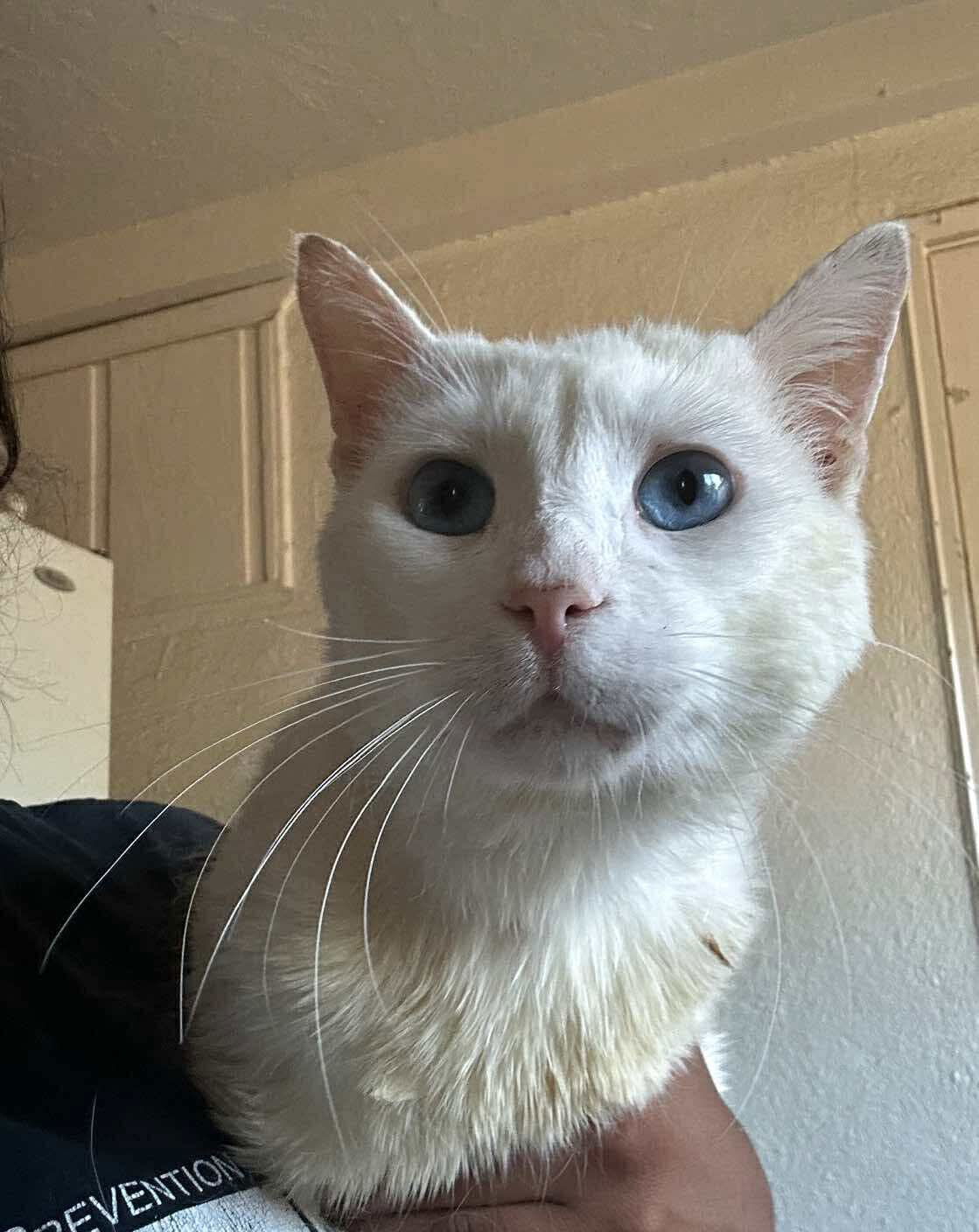 Caspurr ( Lilly)