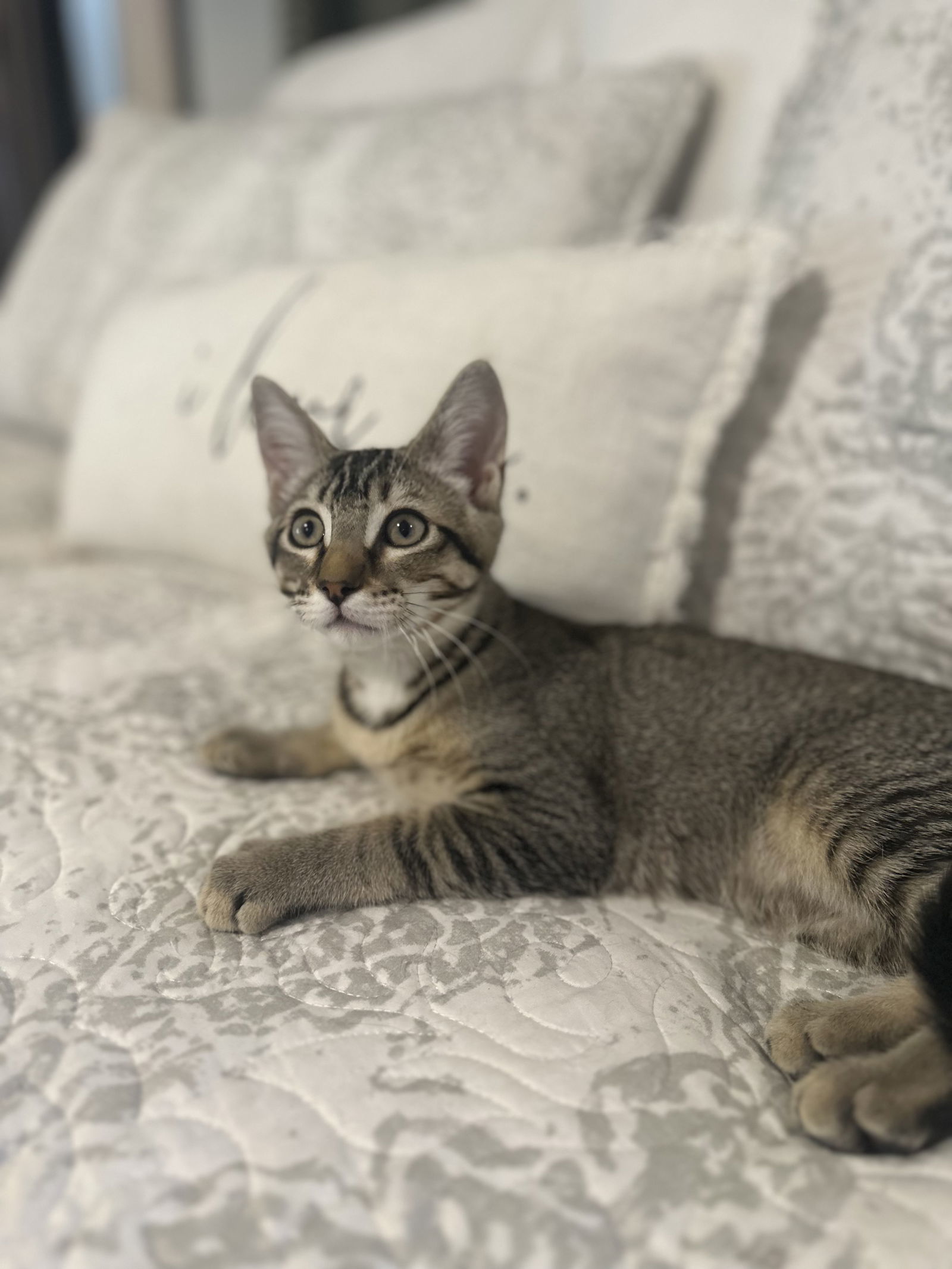 Alfie ( Monica)